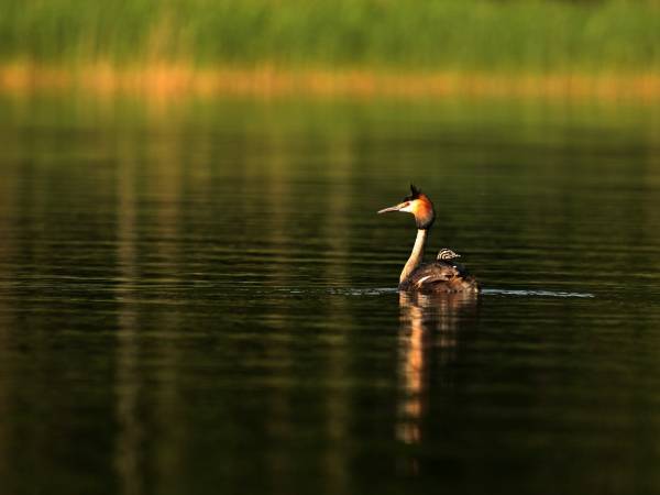 Bliskość lasu i jeziora stwarza okazje na rozmaite spotkania przyrodnicze.