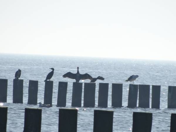 Domki letniskowe Wikar 