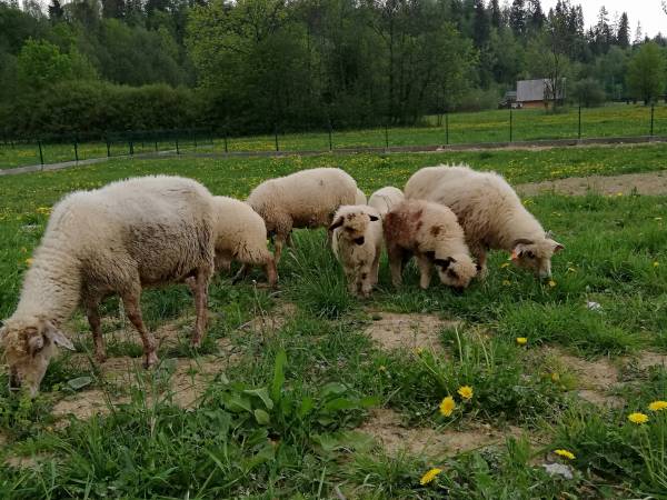 Białczański Dworek - okolica