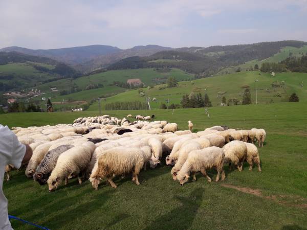 Willa Vita - okolica