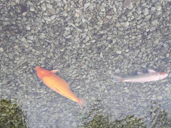 Willa Vita - okolica