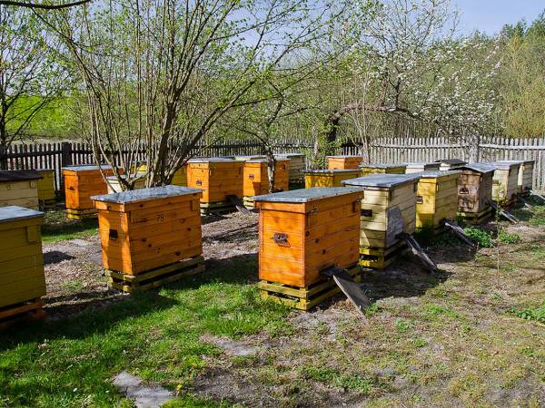 Agroturystyka Pod Lipami