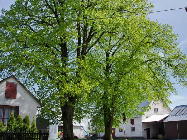 Agroturystyka Pod Lipami