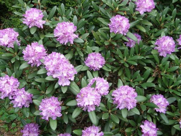 Wiosna - Dom jak dawniej