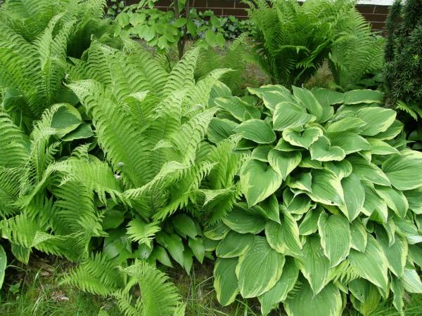 Wiosna - Dom jak dawniej