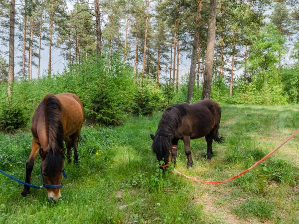 Zespół Domów Wczasowych Helena Danuta Gabriela