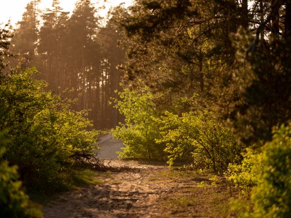 Roztoczańskie szumy
