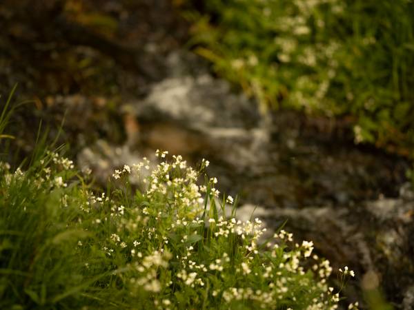 Uskoki wodne przy żródełku