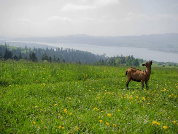 Podhalańskie Domki u Magdusi i Marcina