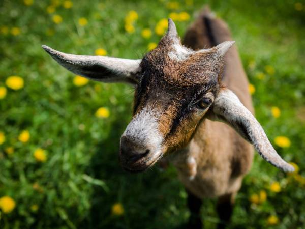 Podhalańskie Domki u Magdusi i Marcina