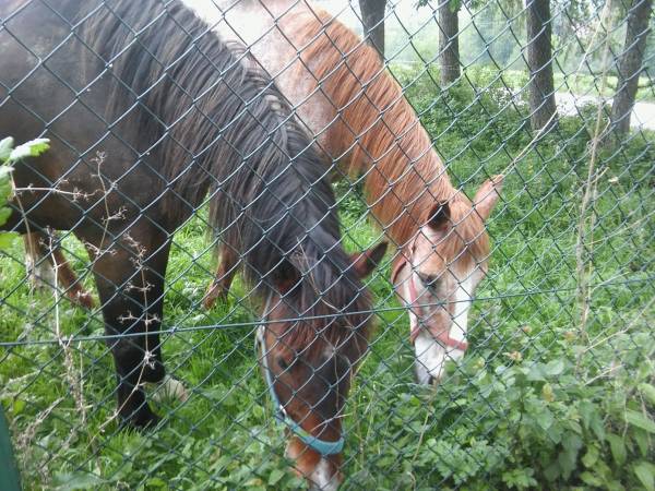 w Strzrzebowiskach są dwie profesjonalne stadniny z końmi. A to przemili sąsiedzi:)