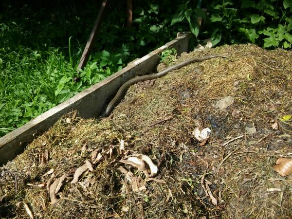 W Polsce jest pięć gatunków węży. To jeden z nich. Zaskrońce pomieszkują na naszym kompostowniku.