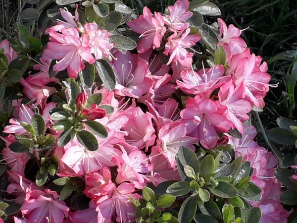 Dom Gościnny Cristal