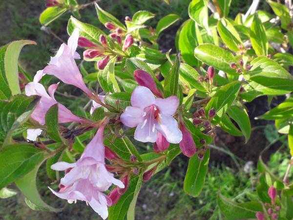 Dom Gościnny Cristal