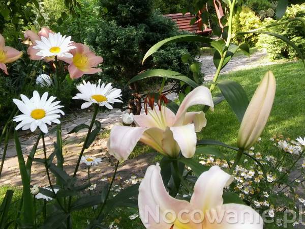 Pokoje gościnne Józefówka