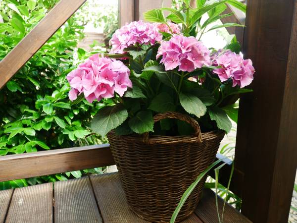 Dom gościnny u Michała