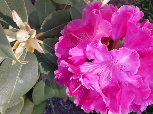 Dom Gościnny Cristal