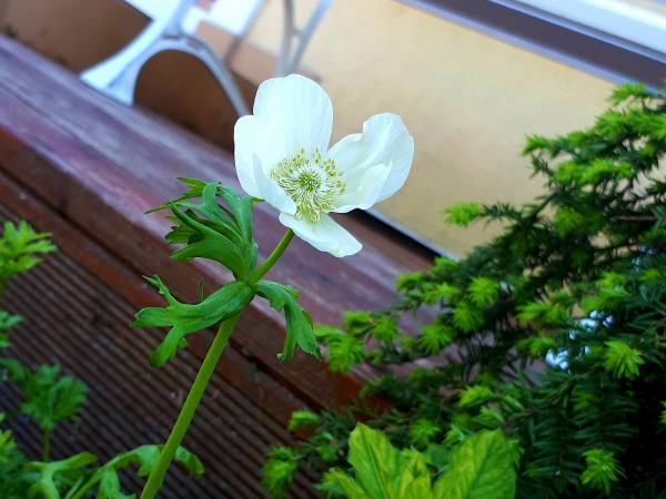 KATARINA Beach Apartments