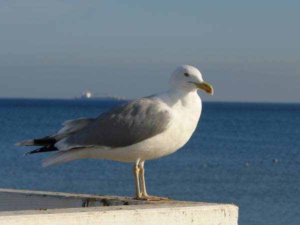 KATARINA Beach Apartments