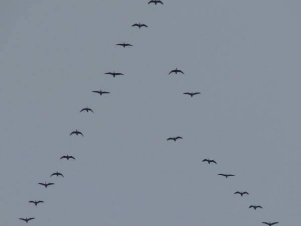 klucz przylatujących ptaków