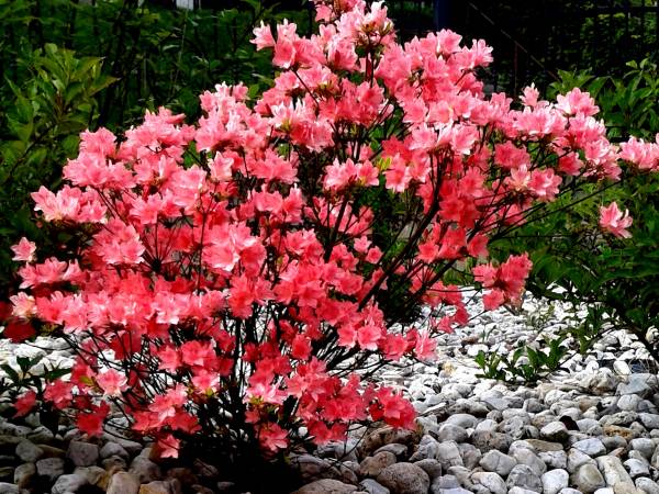 Hotel Victoria Cechini