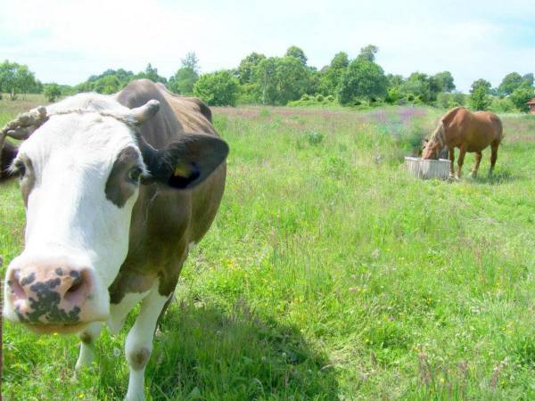 Agroturystyka Cicha Woda