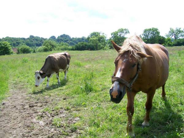 Agroturystyka Cicha Woda