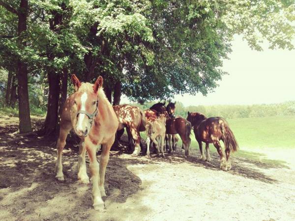 Agroturystyka Cicha Woda