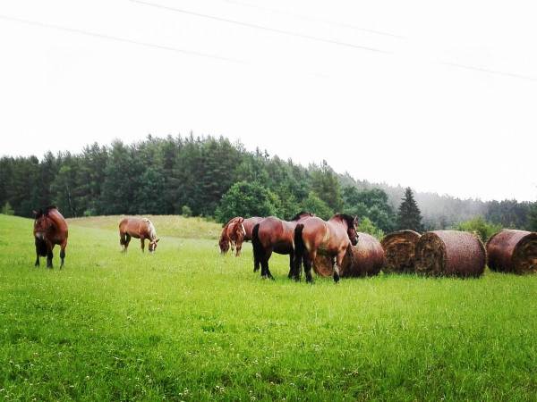 Agroturystyka Cicha Woda