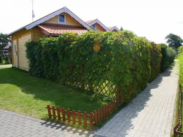 Domki są ogrodzone i porośnięte zielenią