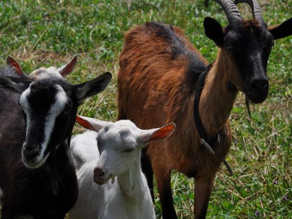 Nasze kozy