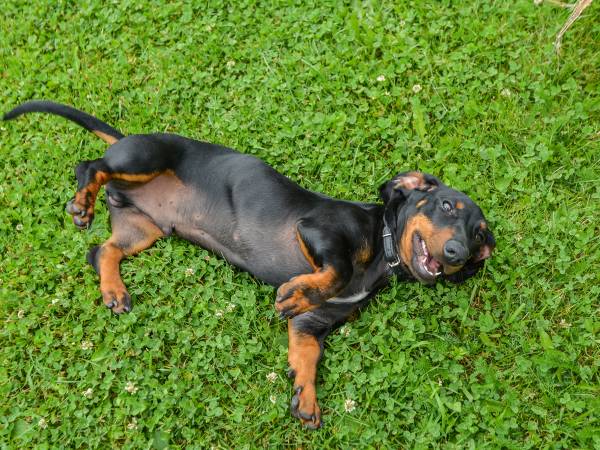 Pensjonat Willa Pienińska